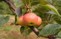 【种植】南果梨的种植技术