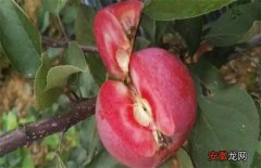 【栽培】红肉苹果的栽培技术