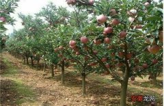 【苹果树】苹果树管理技术
