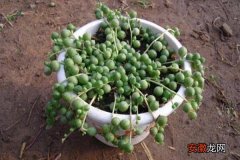 【养殖方法】珍珠吊兰怎么养 珍珠吊兰养殖方法与注意事项