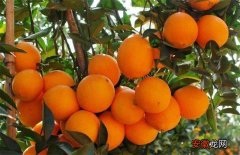 【橙】脐橙膨大期该怎么管理