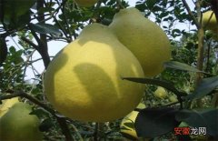 【种植】沙田柚的种植条件