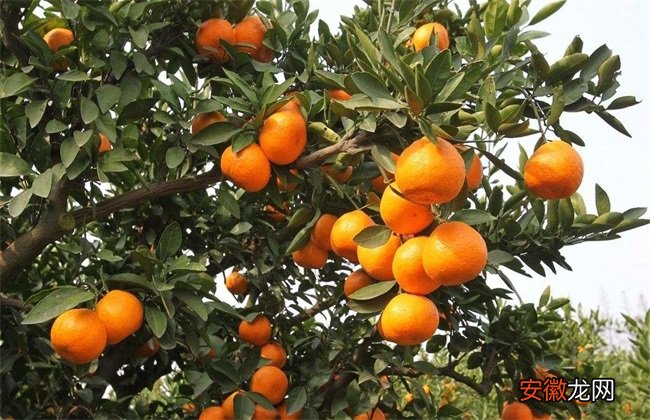 【修剪】不同树龄柑橘修剪技术