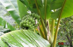 【香蕉】香蕉的种植地分布情况