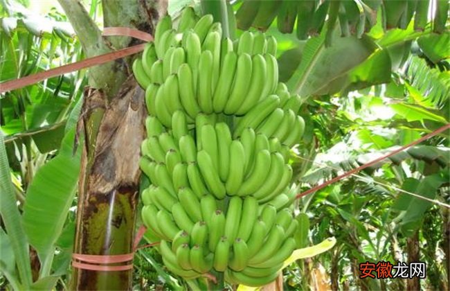 【香蕉】香蕉的种植地分布情况