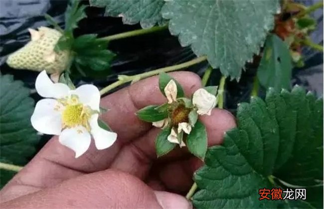 【花】草莓花期管理技术要点