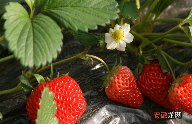 【花】草莓花期管理技术要点