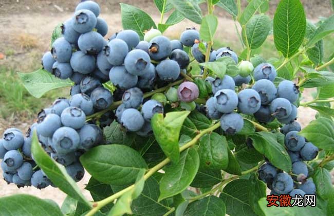 【种植】蓝莓种植条件