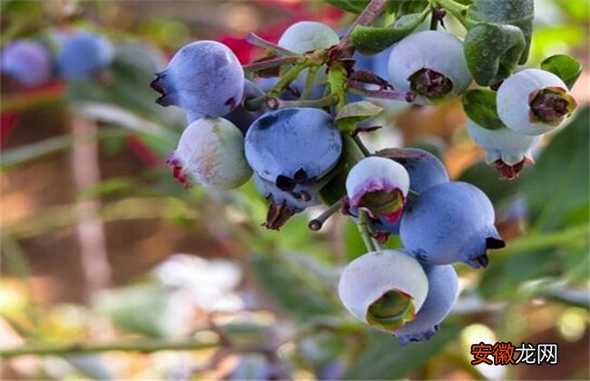 【种植】蓝莓种植条件