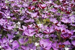 【开花】紫叶酢浆草什么时候开花 紫叶酢浆草怎么繁殖