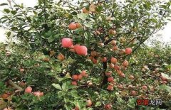 【苹果树】苹果树旺长的原因及解决方法