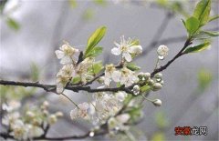 【梨树】梨树反季节开花的原因及预防措施