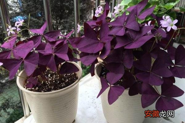 【养殖方法】紫叶酢浆草怎么养 紫叶酢浆草养殖方法与注意事项