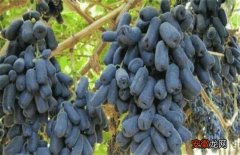 【葡萄】蓝宝石葡萄的花果管理技术