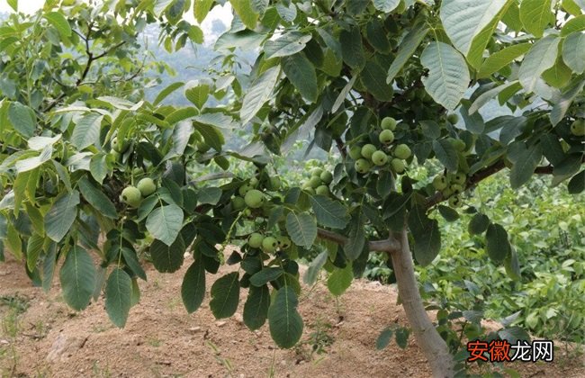 【桃】核桃树的施肥方法