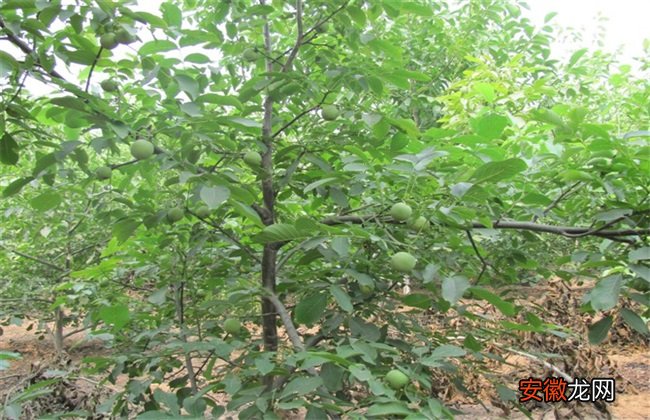 【桃】核桃树的施肥方法
