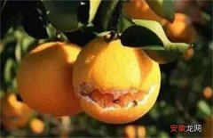 【原因】脐橙裂果原因及防治方法