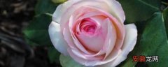 九朵粉色玫瑰花代表什么意思