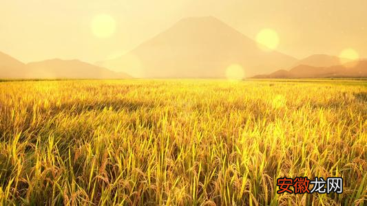 描写秋天稻田的景色的描写有哪些