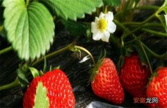【草莓】草莓春季管理要点