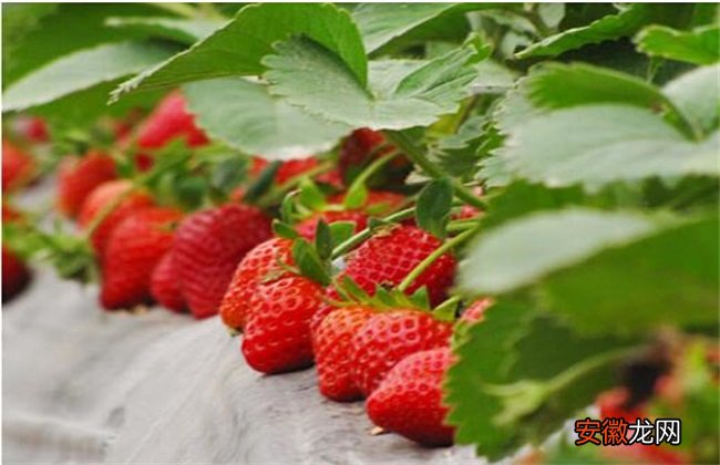 【草莓】草莓春季管理要点