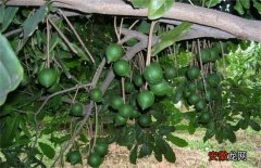 【生长】夏威夷果生长对环境条件要求