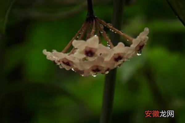 【兰花】球兰花怎么浇水 球兰怎么施肥