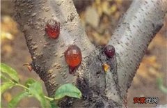 【桃树】桃树流胶病的防治技术
