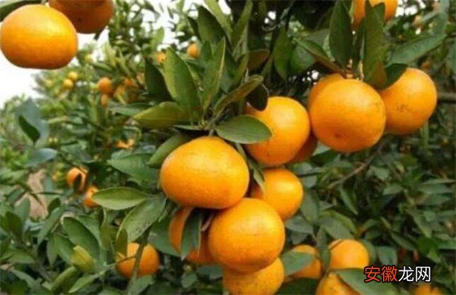 【注意事项】柑橘施肥注意事项