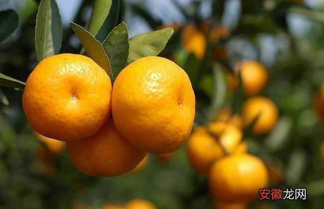 【注意事项】柑橘施肥注意事项