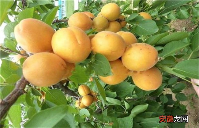 【树】杏树花果期管理要点