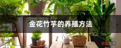 【竹芋】金花竹芋的养殖方法
