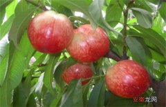 【种植】油桃的种植技术