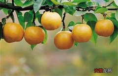 【施肥】南果梨的施肥方法