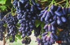 【葡萄】如何提高蓝宝石葡萄的产量