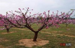 【桃树】桃树疏花疏果技术