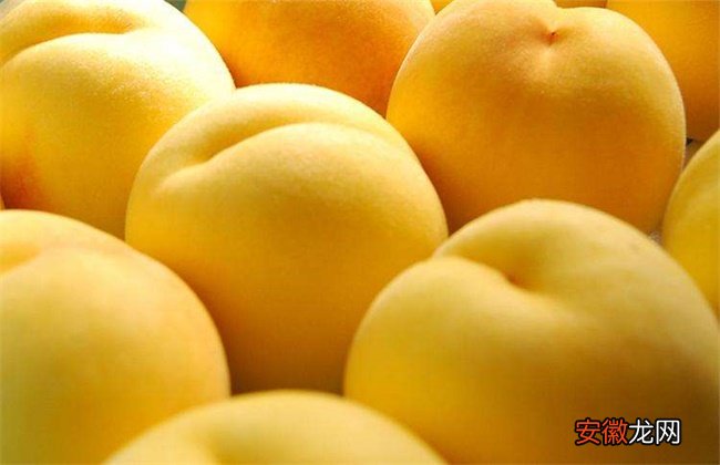 【桃】黄桃种植技术