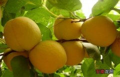 【桃】黄桃的施肥技术