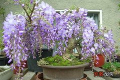 【花盆】紫藤花盆景怎么养 盆栽紫藤花养殖方法与注意事项