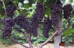 【种植】夏黑葡萄种植管理技术