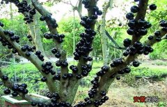 【葡萄】树葡萄种植技术与管理