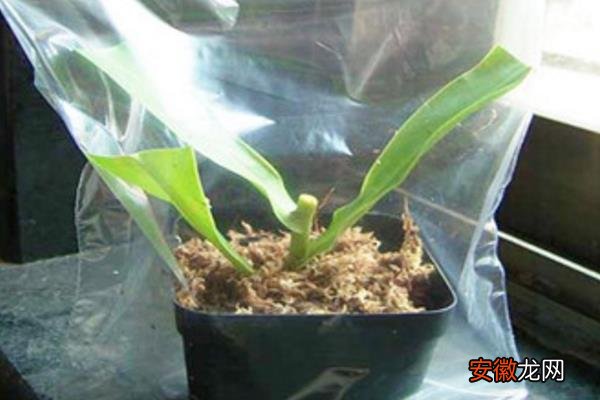 【扦插】猪笼草怎么浇水 猪笼草扦插繁殖方法