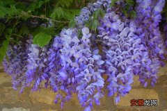 【盆景】紫藤盆景怎么制作 紫藤盆栽怎么造型好看