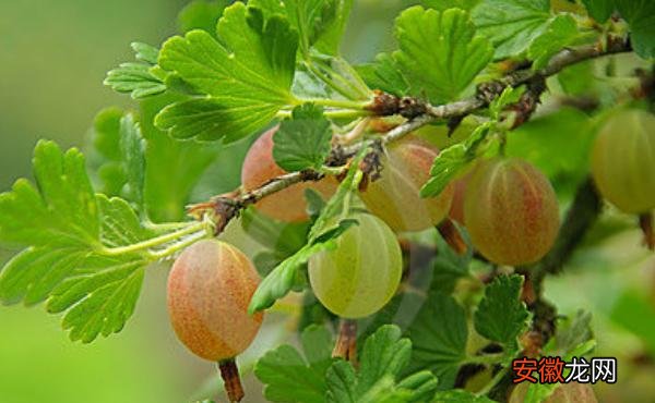 【注意事项】鹅莓怎么种 鹅莓种植方法与注意事项