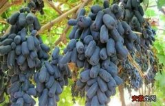 【葡萄】蓝宝石葡萄生长环境