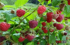 【树莓】树莓种植管理