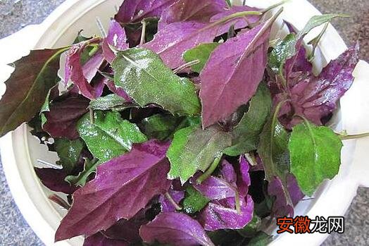 紫背菜的作用与功效 紫背菜什么人不能吃