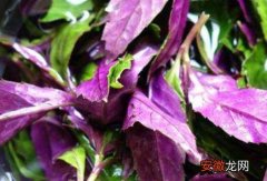 紫背菜的作用与功效 紫背菜什么人不能吃
